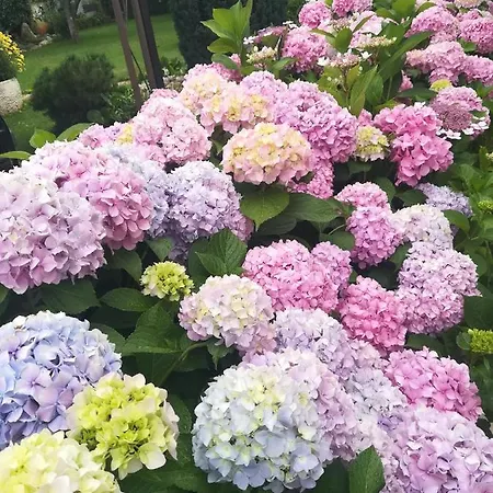 Otilija Apartamento *